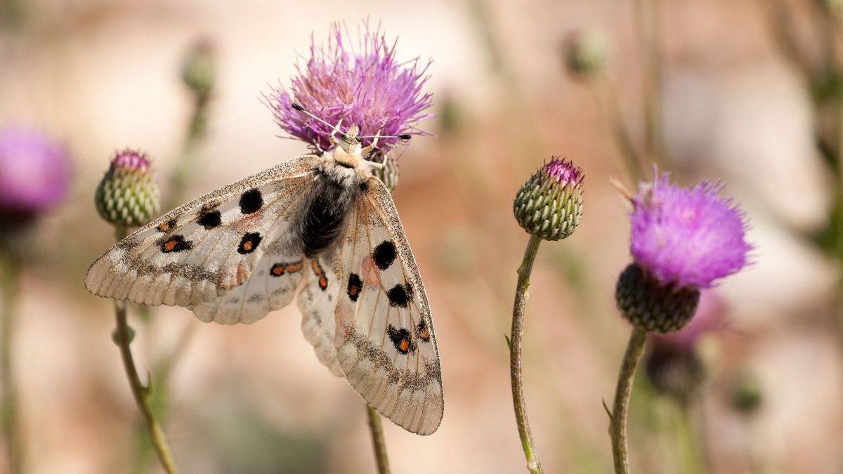 Syngenta-8 - Parnassius apollo asturiensis h d - Oscar Aguado|Syngenta-1 - Márgenes multifuncionales La Jarilla Valdivia (Badajoz) a - Oscar Aguado|Syngenta-Evolución Himenópteros como Andrena albopunctata y philantus coronatus|Syngenta-Evolución lepi